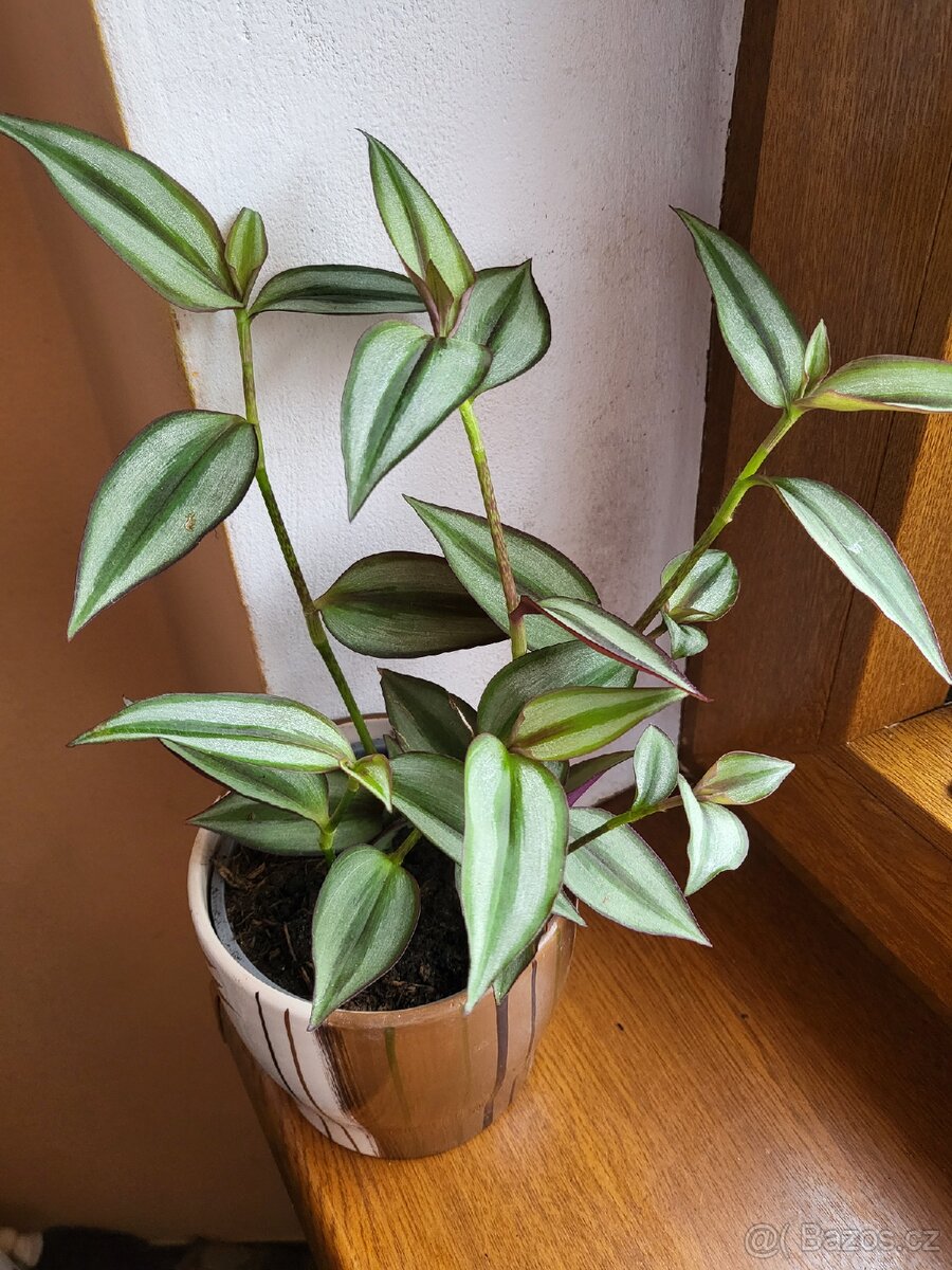 Tradescantia Zebrina