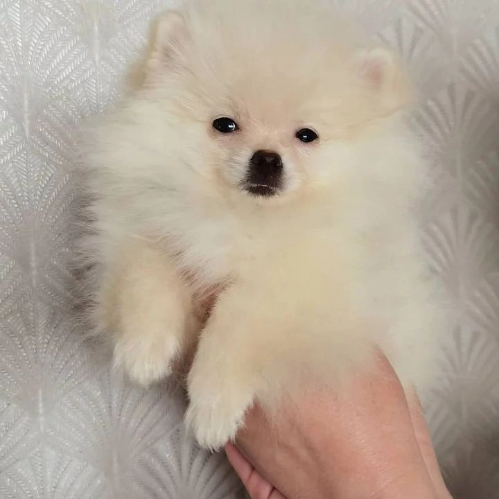 Pomeranian