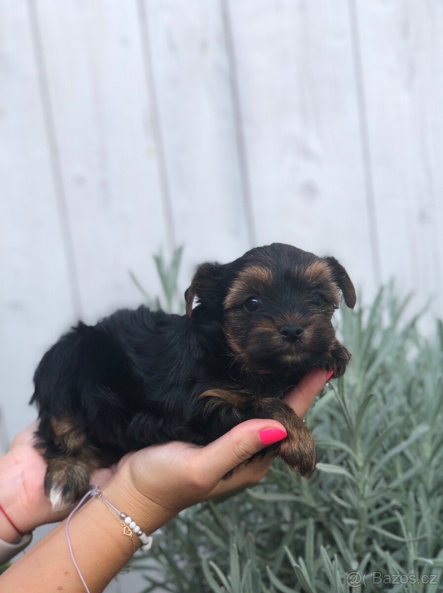 Yorkshire terrier yorkširský teriér jorkšírský teriér