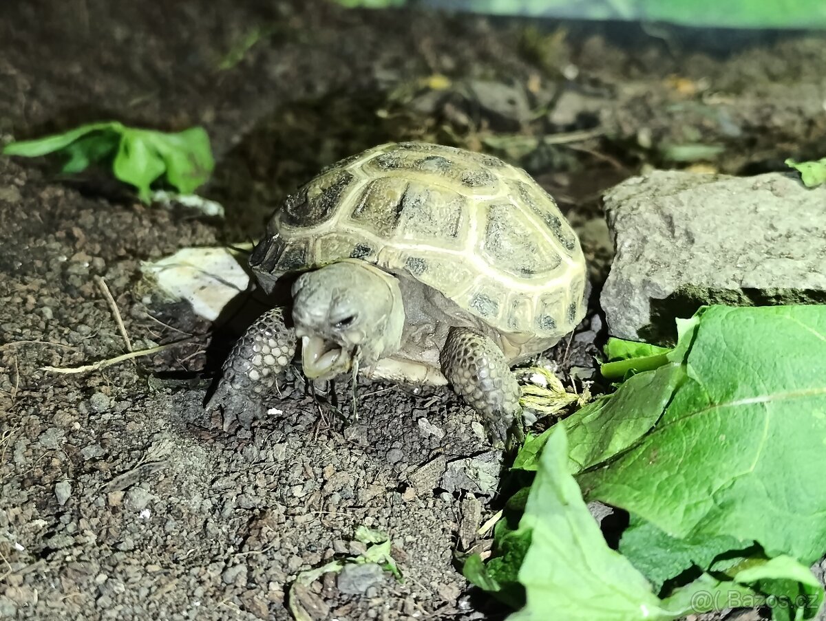 Želva čtyřprstá/stepní (Testudo horsfieldii)