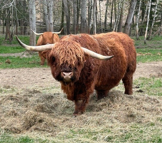 HIGHLAND - plemenný býk, jalovičky prodej