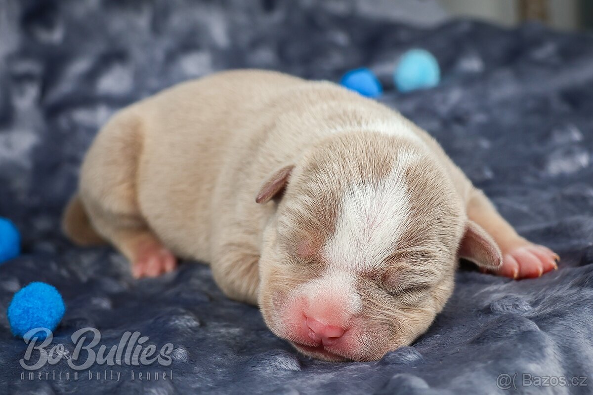 American bully pocket ABKC