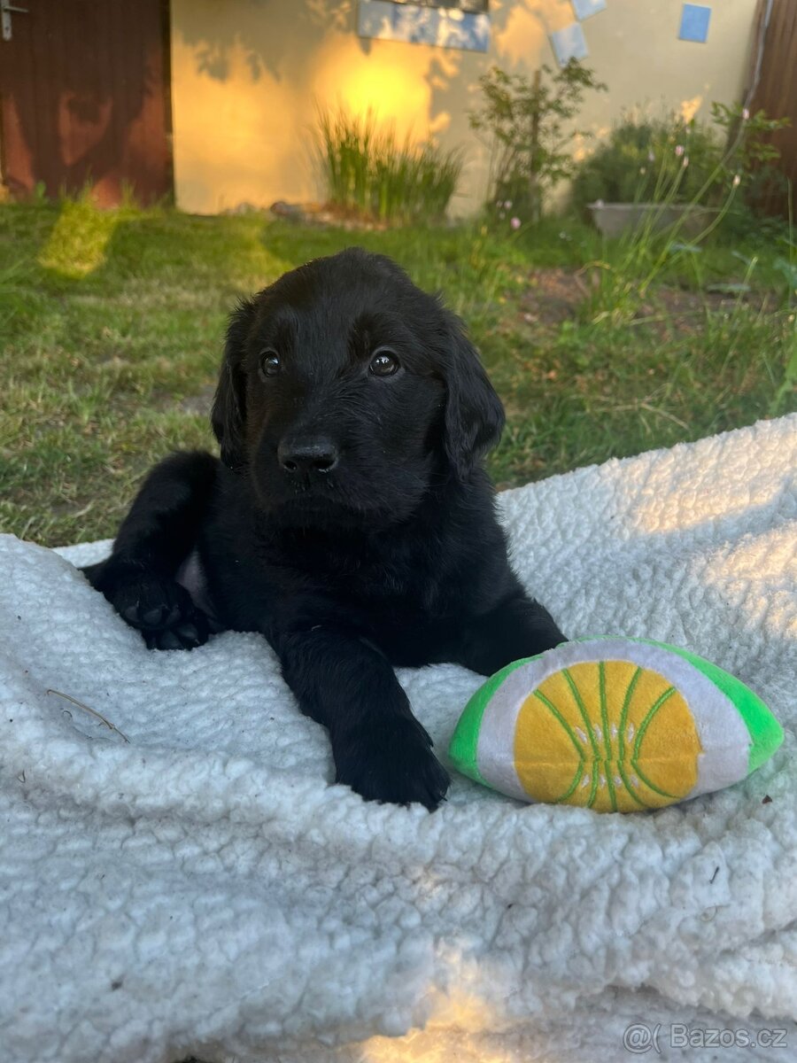 Flat Coated Retriver