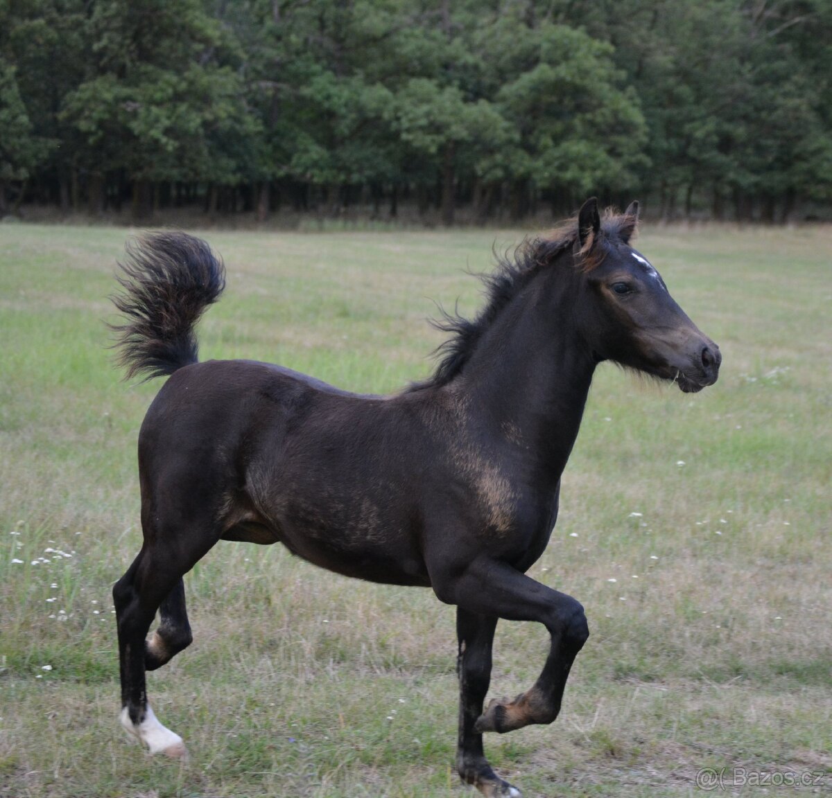 Letošní kobylka Welsh Cob