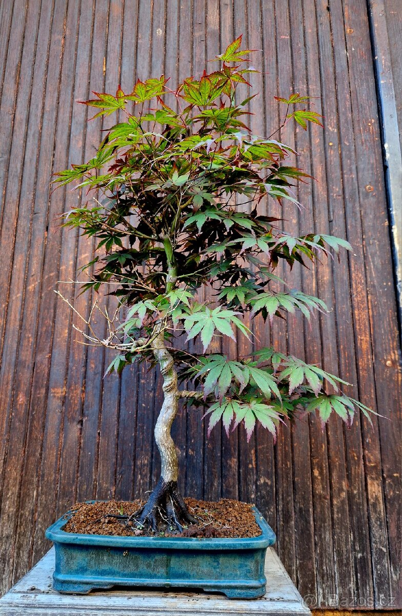 Bonsai, Bonsaj - Acer Palmatum 2