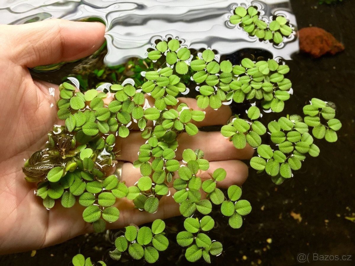 Akvarijni rostlinky - Salvinia natans (plovouci)