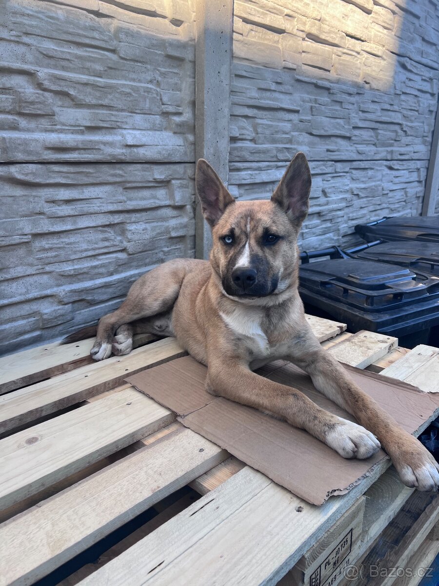 Kříženec Belgický ovčák a husky