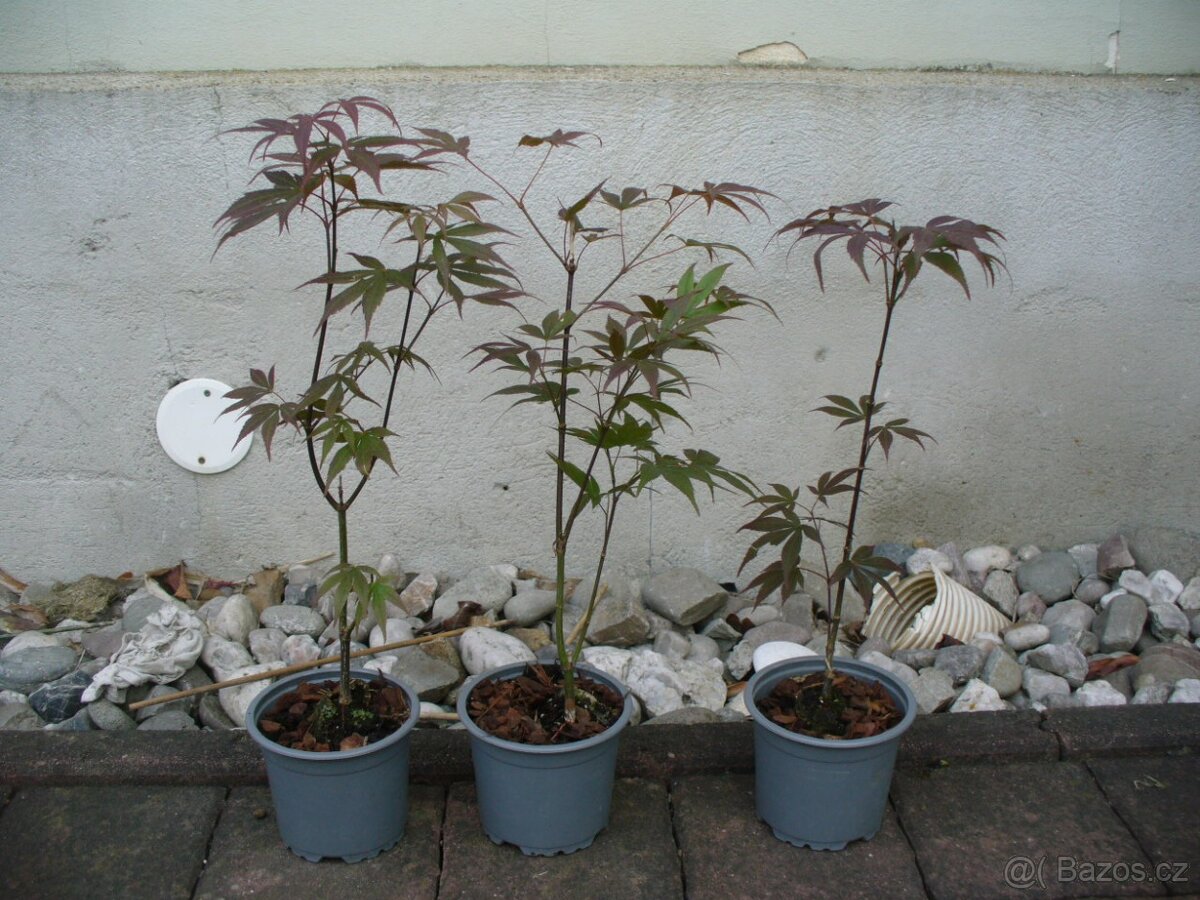 Javor Atropurpureum 40cm