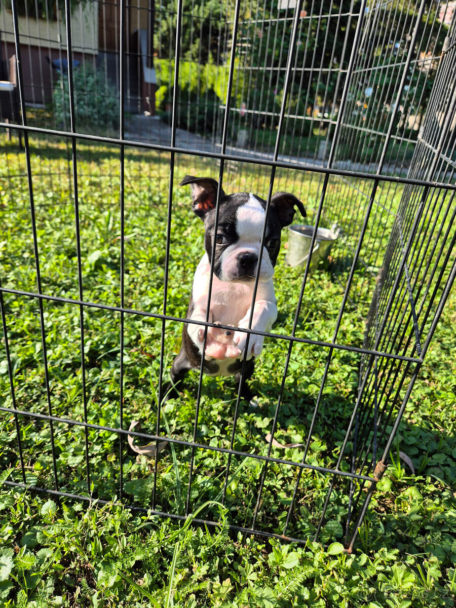 Boston terier,Bostonský terier,Boston terrier