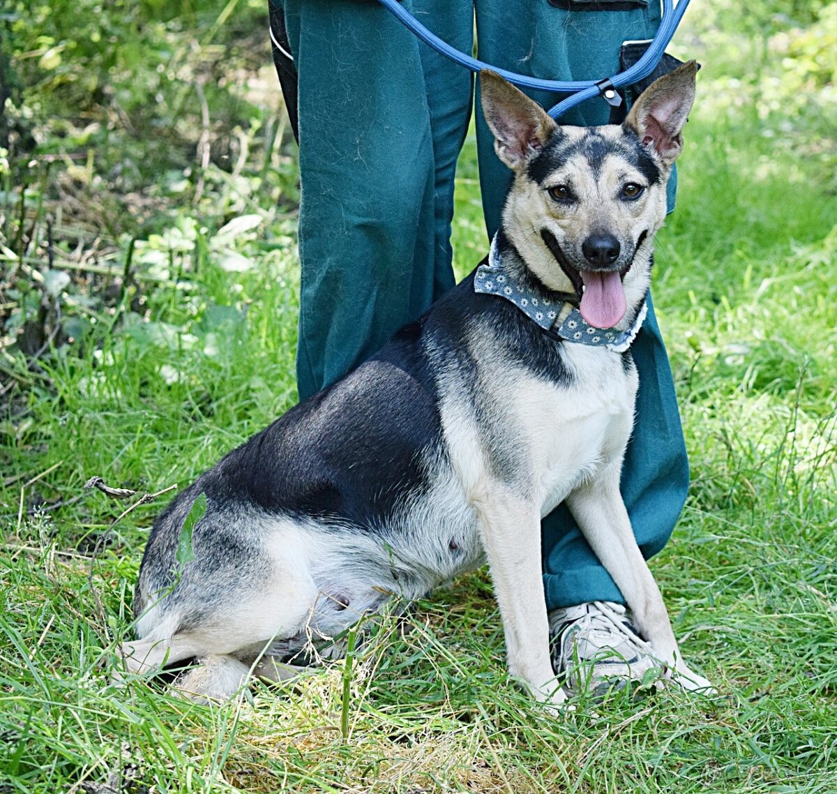 BUFFY K ADOPCI - 1,5 ROKU, VDĚČNÁ,NENÁROČNÁ,HODNÁ