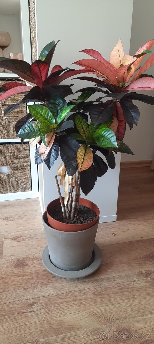 Croton reidii, 90 cm