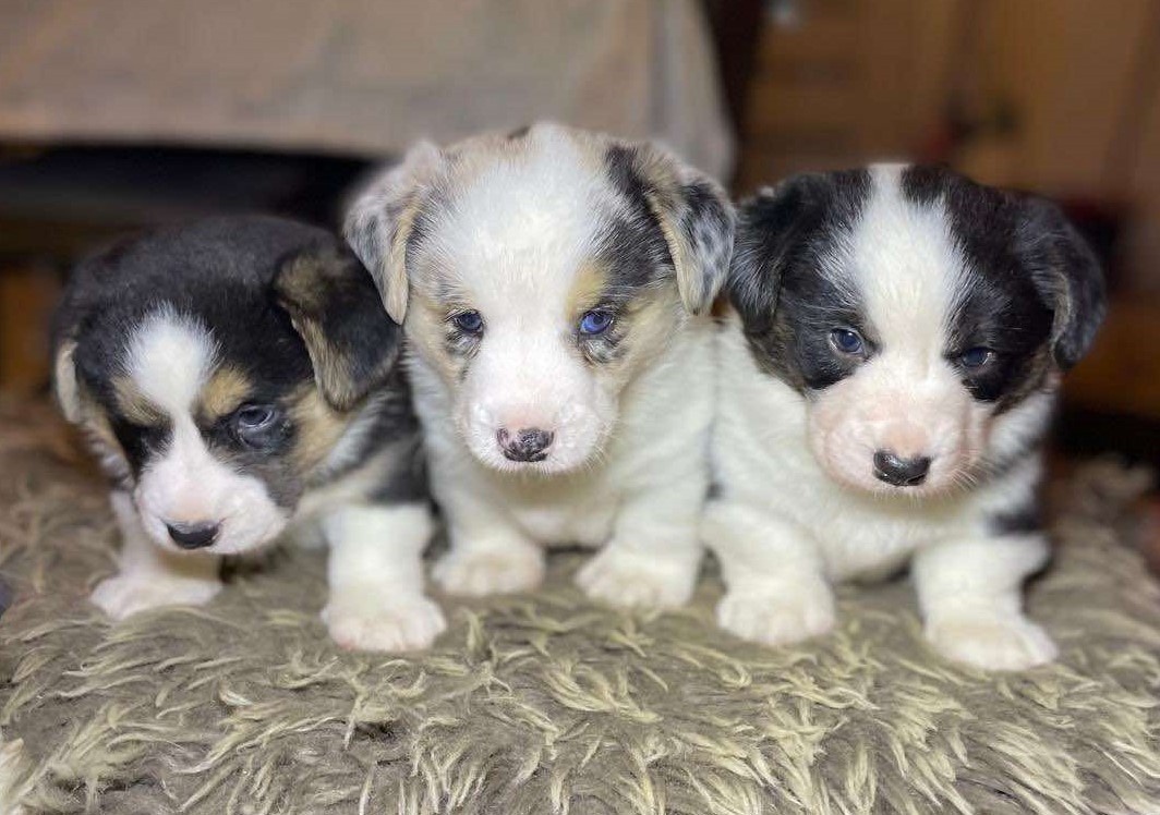 WELSH CORGI CARDIGAN štěňátka s PP