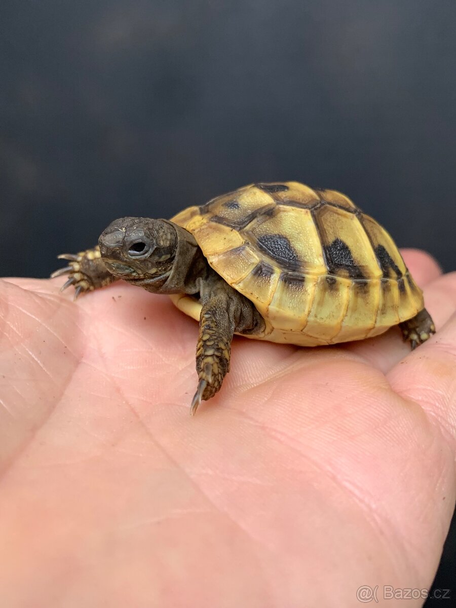 Želva zelenavá - Testudo hermanni