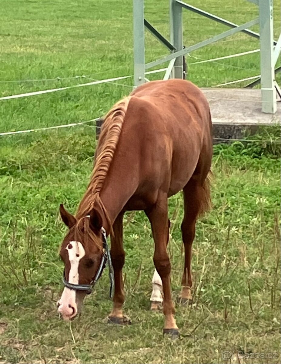 Nadějná TOP cuttingova klisnička Quarter Horse