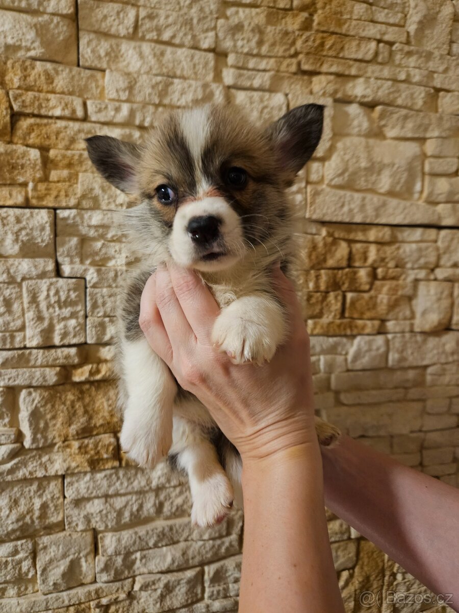 Welsh corgi pembroke si průkazem původu