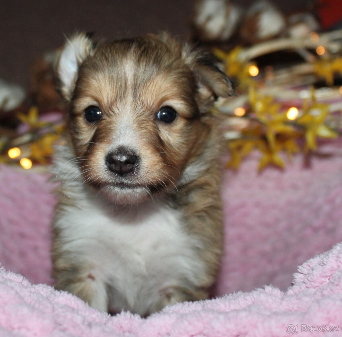 Sheltie - Šeltie