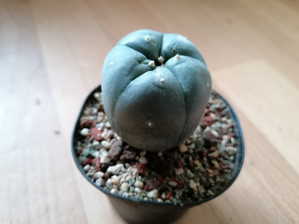 Beztrnný kaktus Lophophora Williamsii Peyotl Mexiko USA