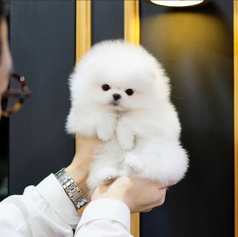 Pomeranian s PP