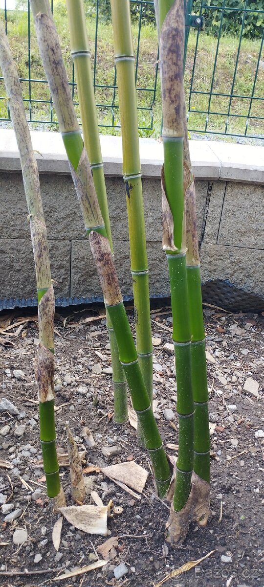 Obří mrazuvzdorný bambus phyllostachys, Vsetín