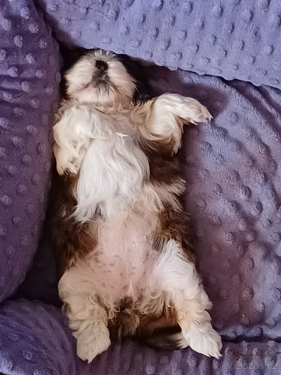 Shih tzu