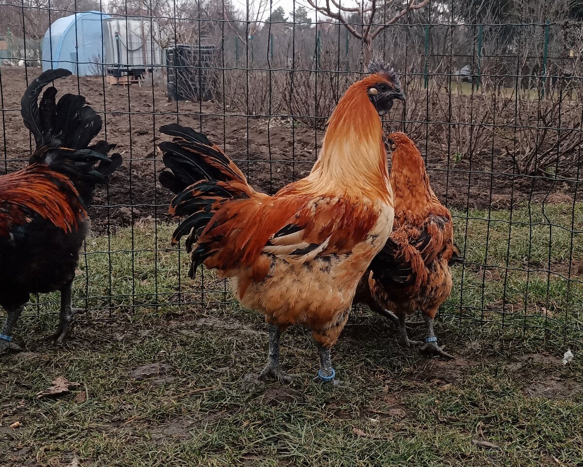 Kuřata rezervace Gahmong barevný Kroměříž