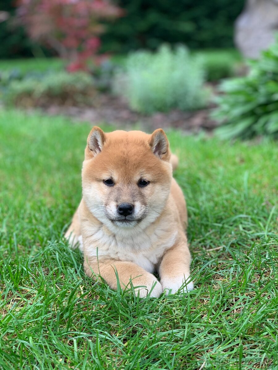 Shiba inu