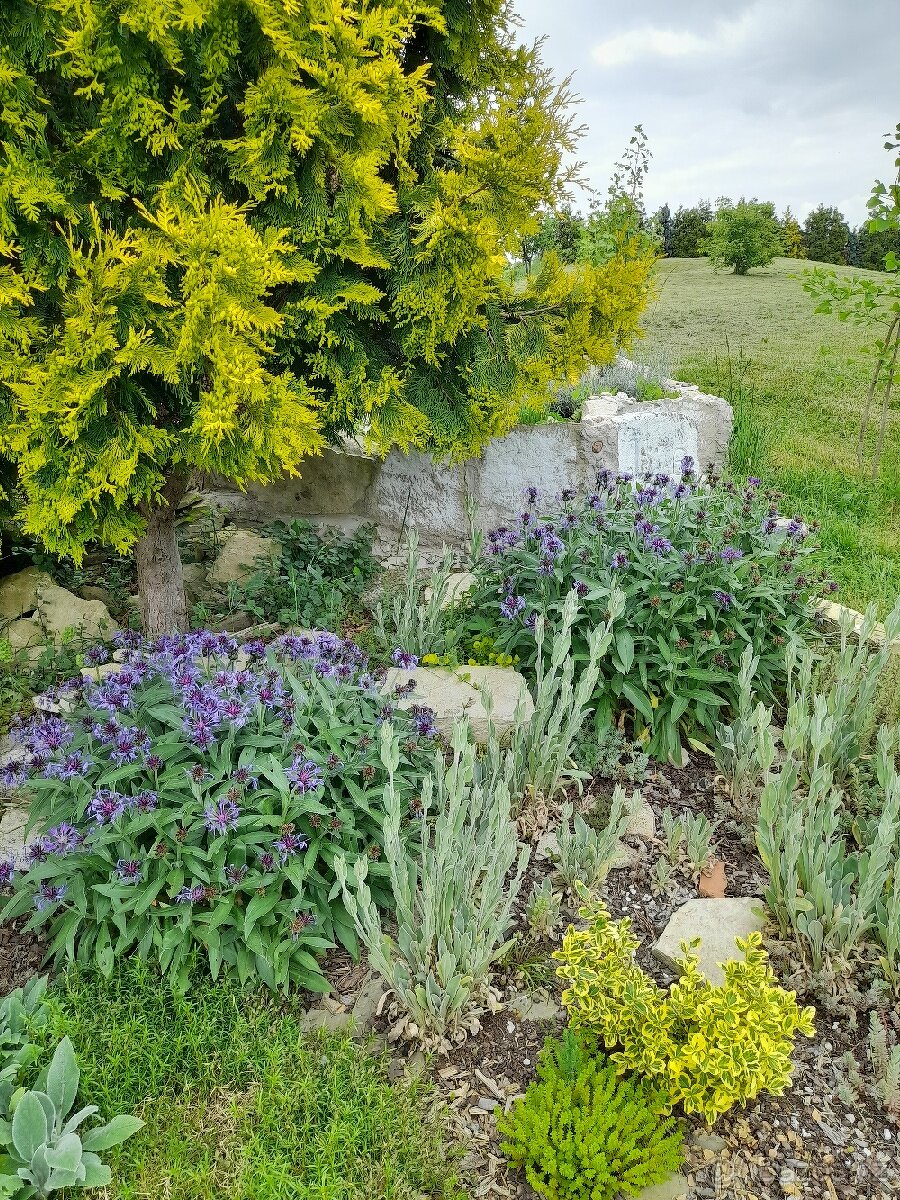 Bergenie, skalničky