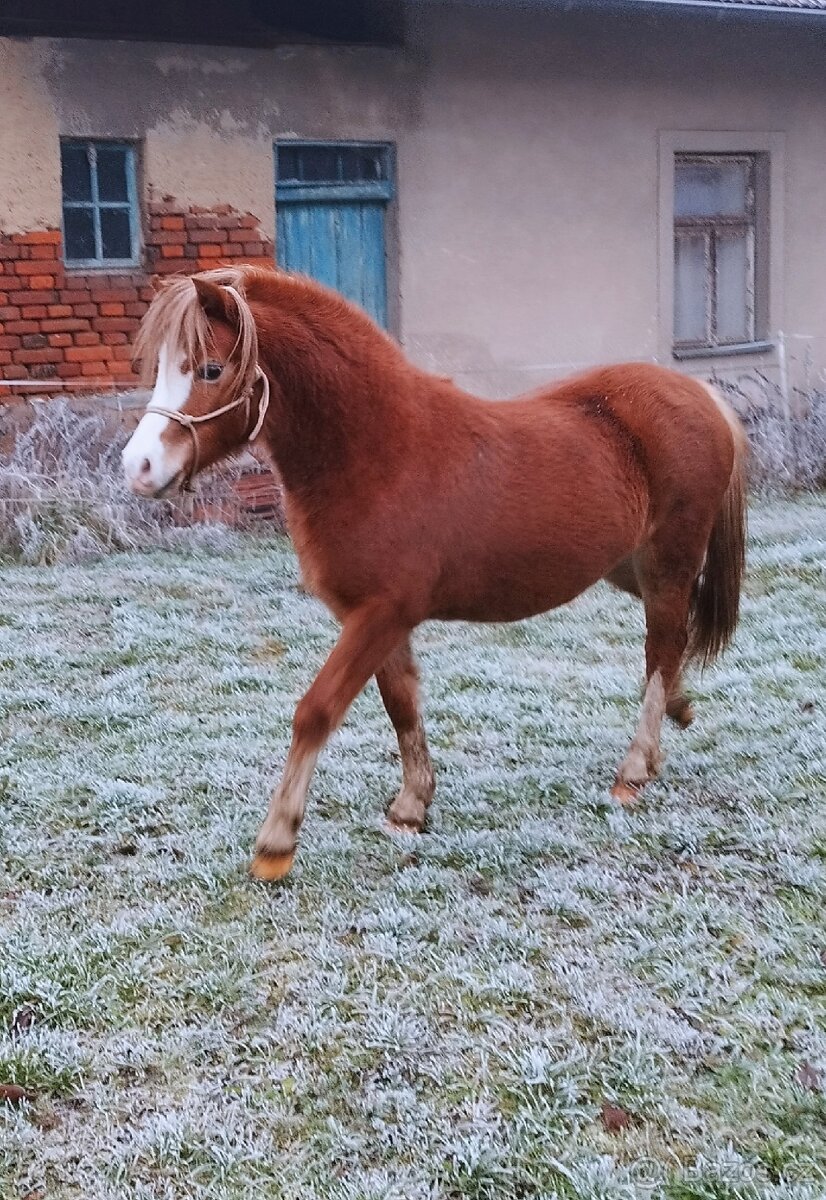 Prodám klisnu wmp