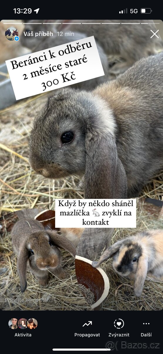 Beranci králíčci