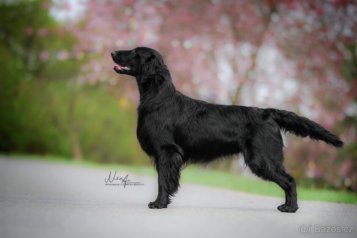 Flat coated retriever