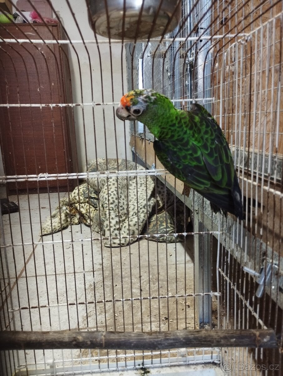 Papoušek konžský gf