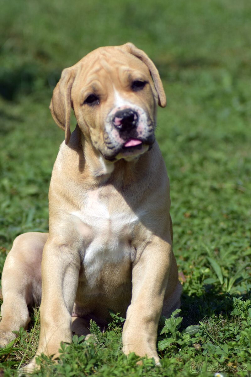 boerboel Ballotada - krásný plavý pes a fena