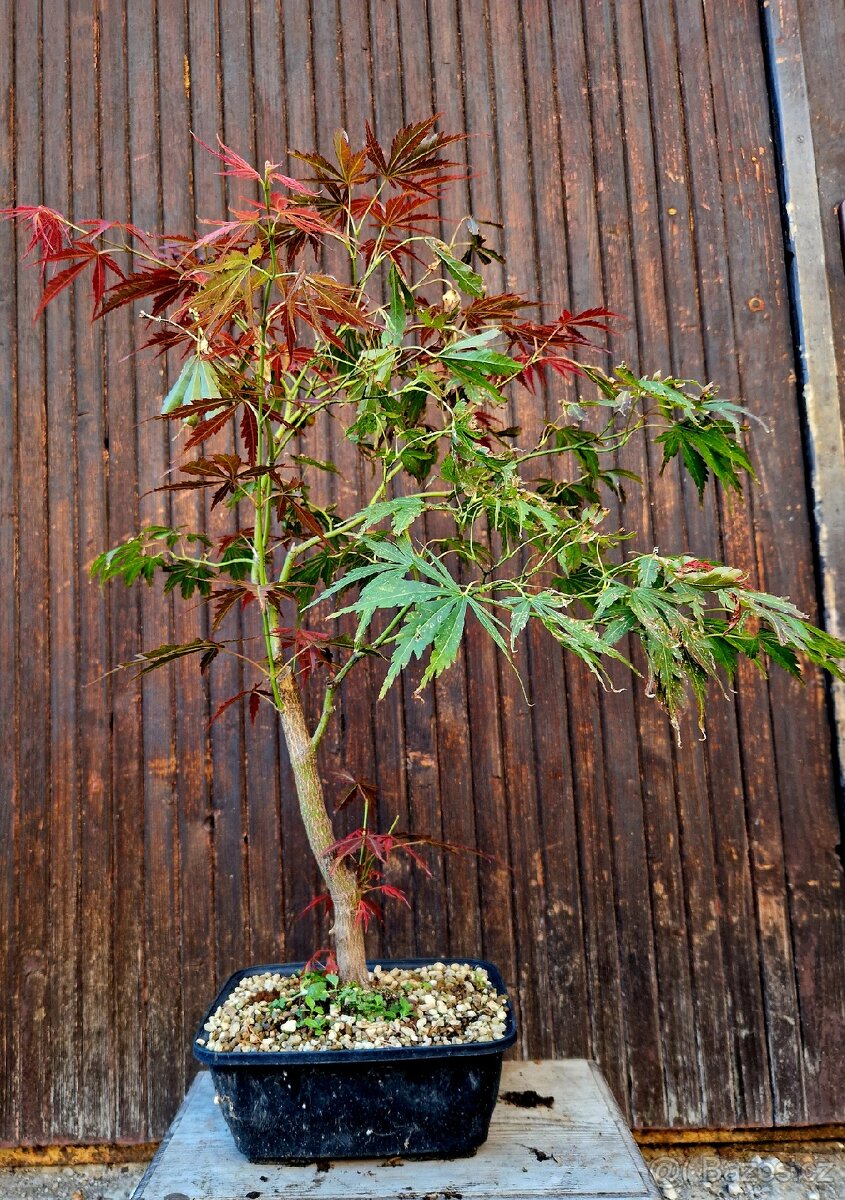 Bonsai, Bonsaj - Acer palmatum 3