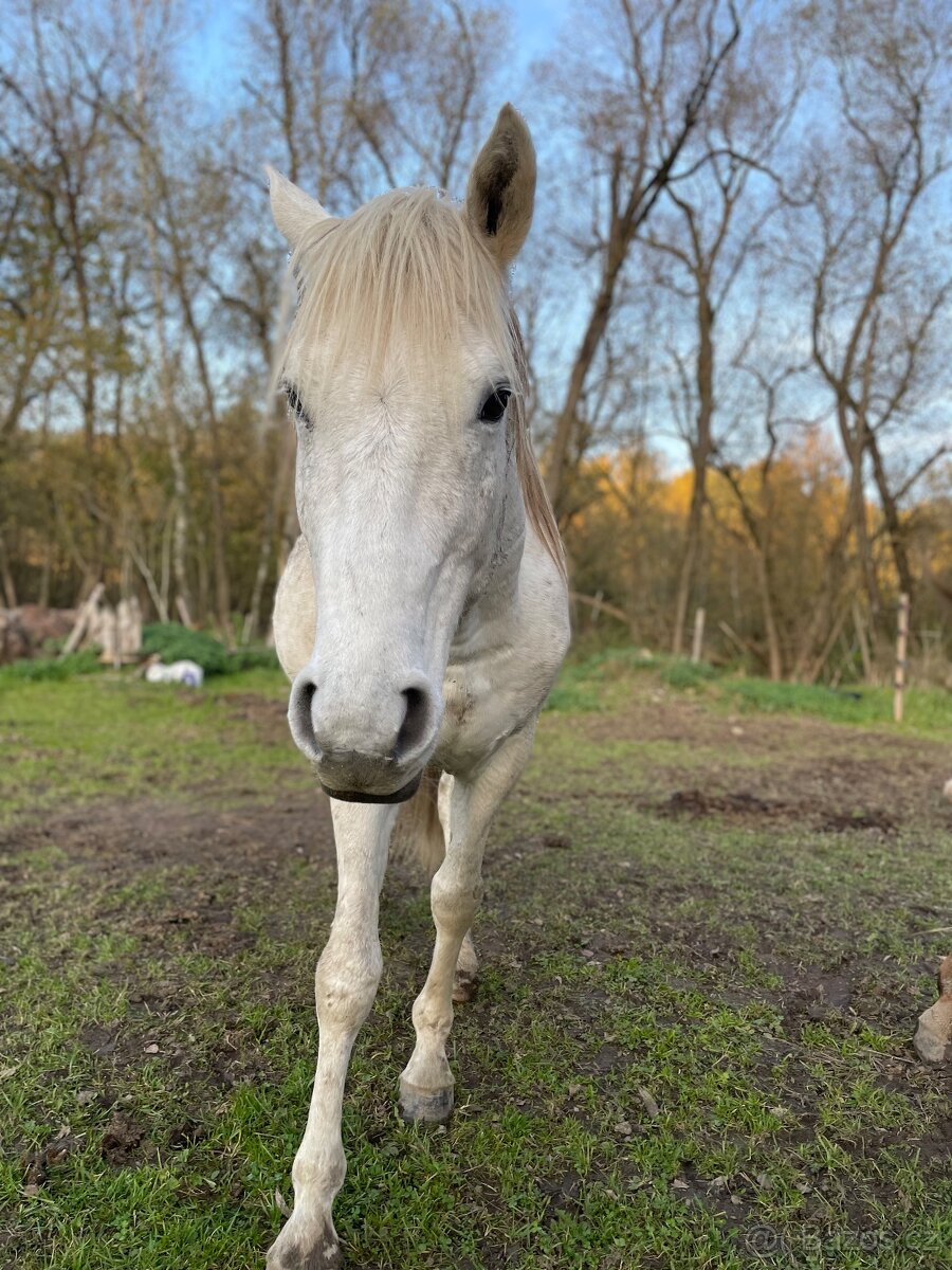 Prodám pony, 10 let