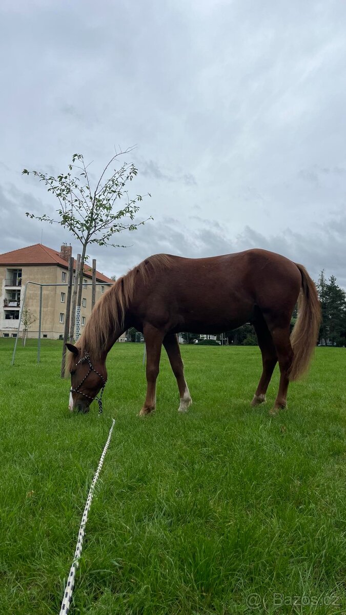 Krásný velký valach pony