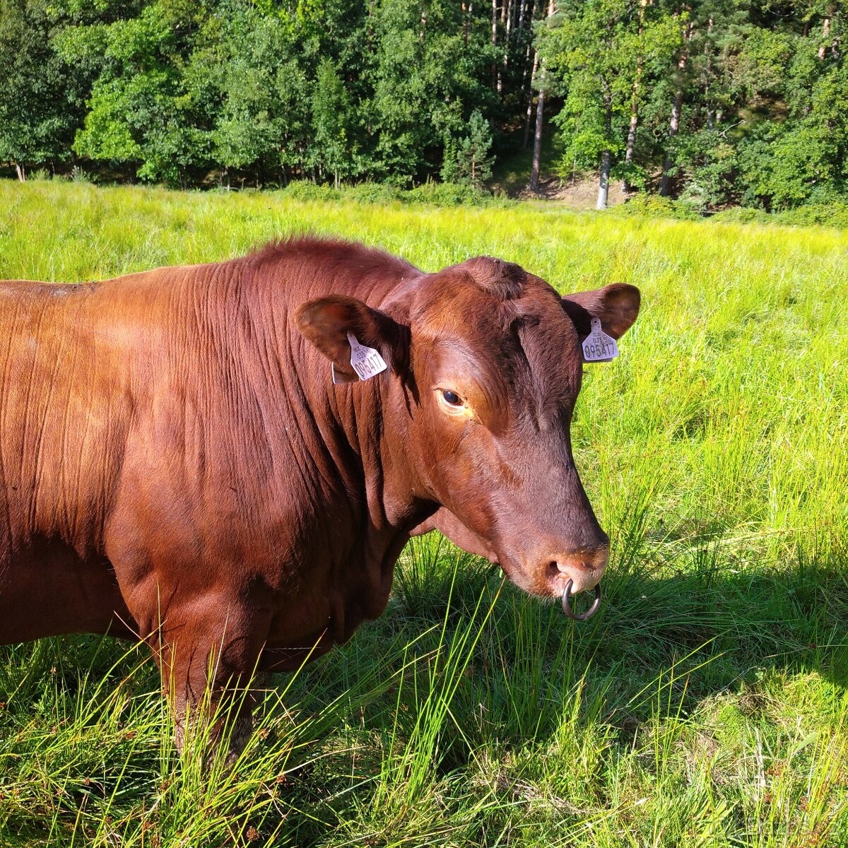 Prodám plemenného býka Aberdeen Angus