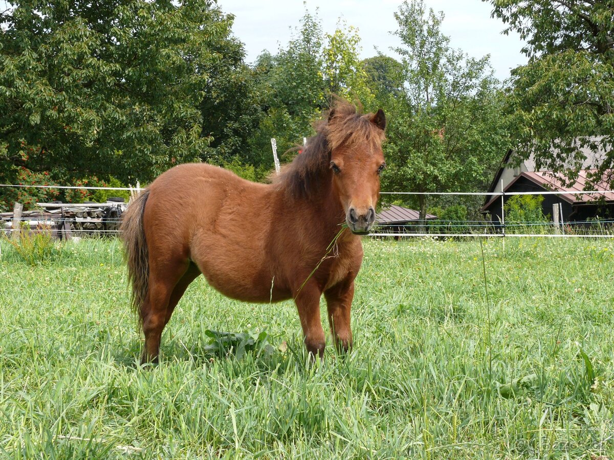 Klisnička shetland pony