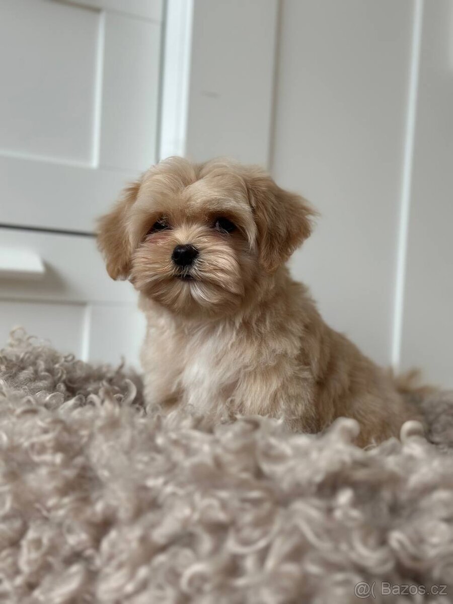 Maltipoo F1