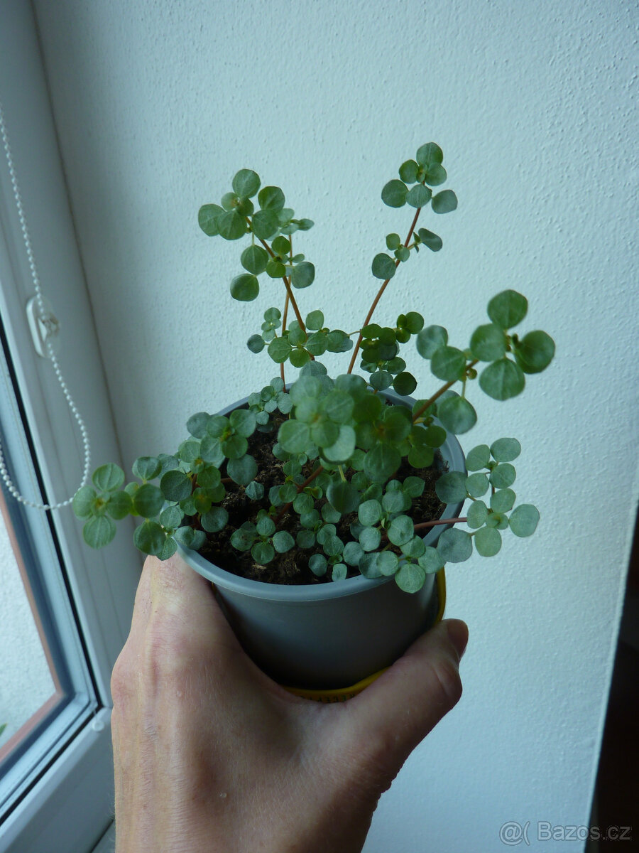 Pilea drobnolistá - pokojová rostlina