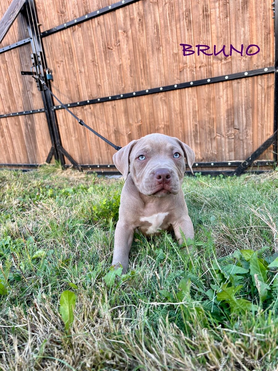 American Bully s PP