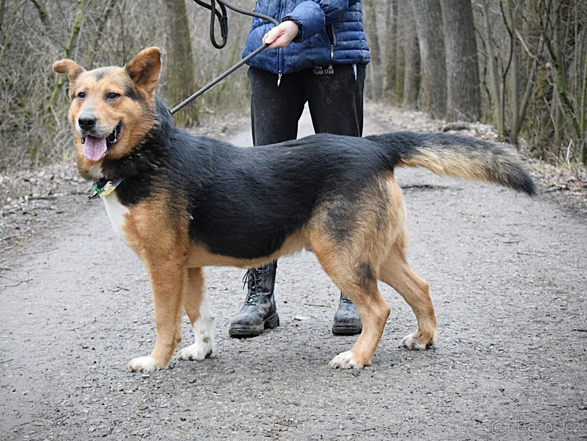 NAVARO - 2,5 ROKU, KAMARÁDSKÝ,HODNÝ,VHODNÝ K RD