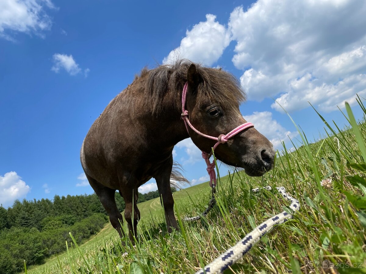 Minihorse