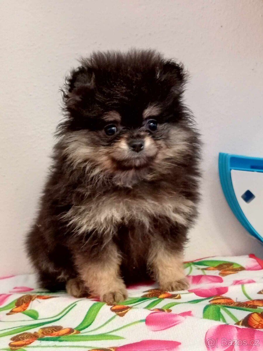 Pomeranian Mini Boo - Black And Tan Fenečka