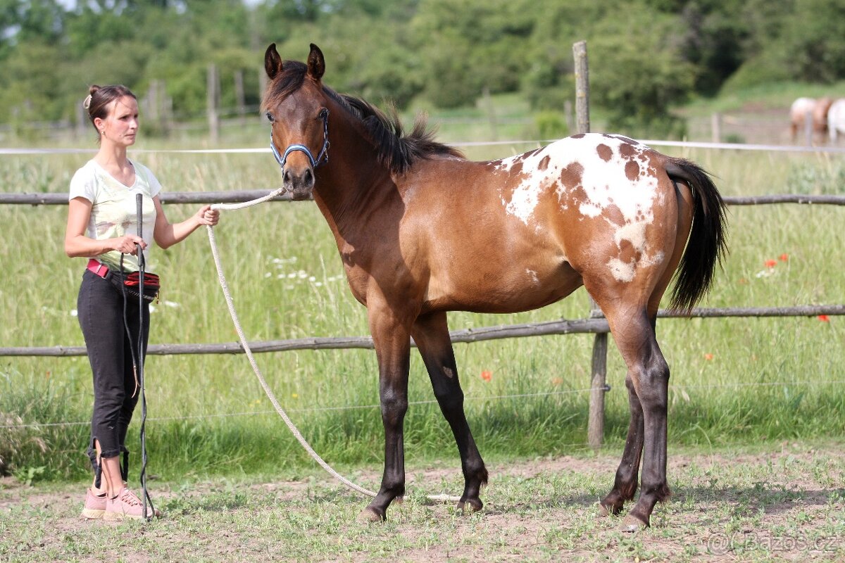 Appaloosa hřebec