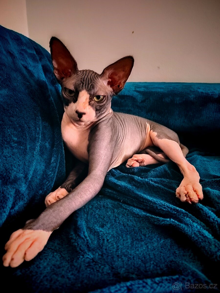 Sphynx kocour ke krytí