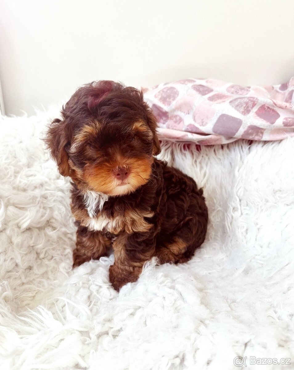 Maltipoo pudl pudlik