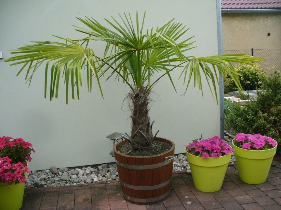 Palma trachycarpus fortunei 180cm,150cm