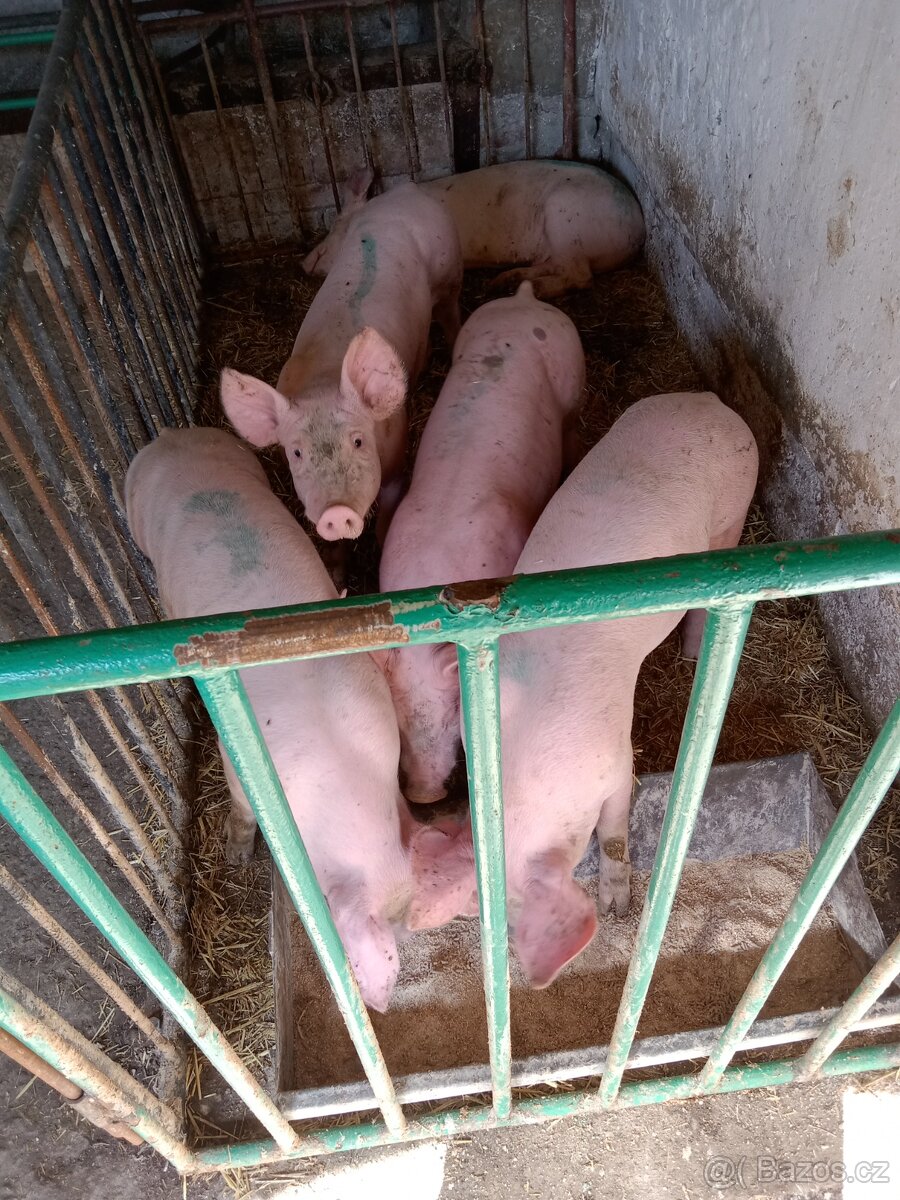 Prase z domácího chovu-Farmářská kvalita