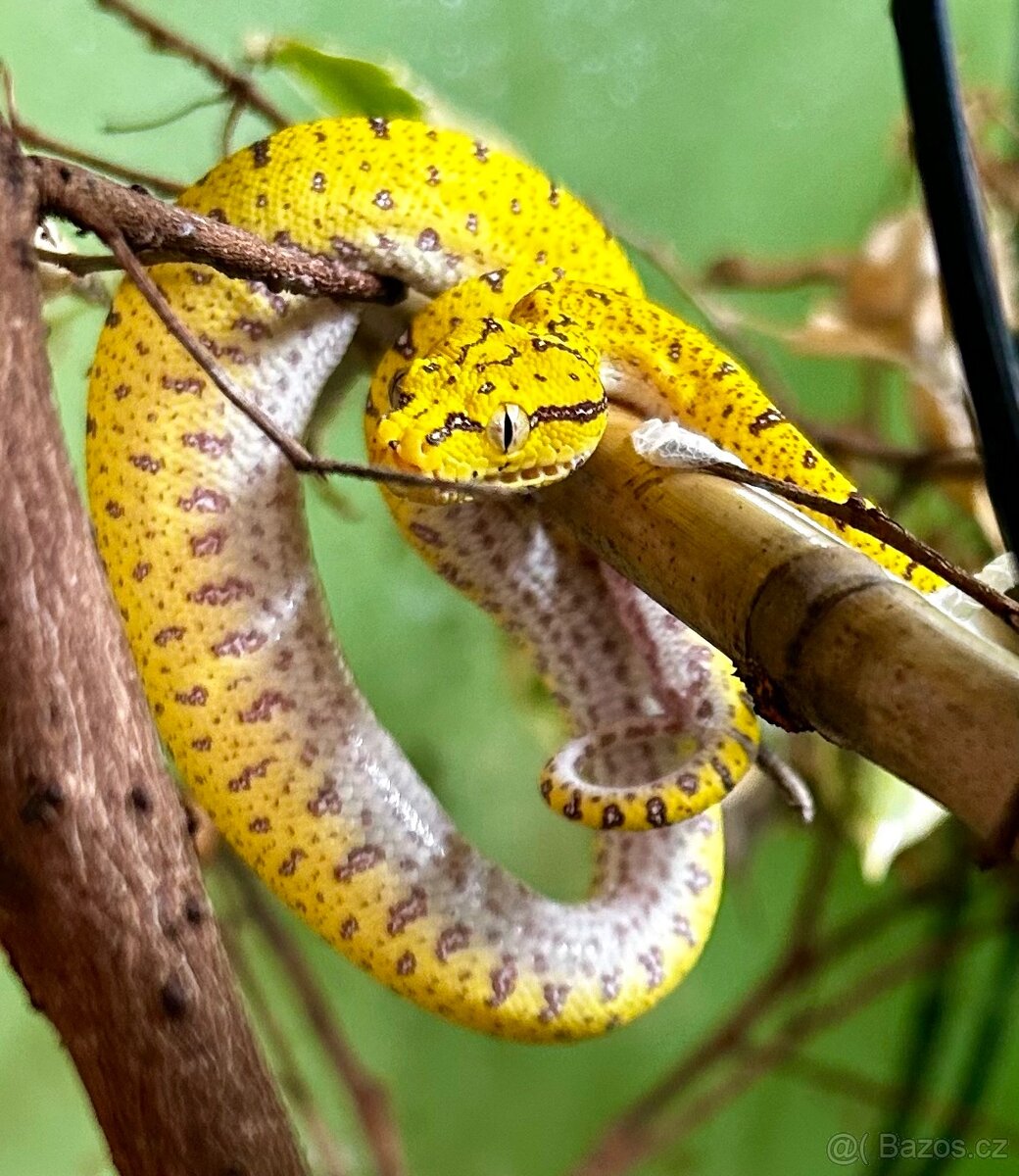 MORELIA VIRIDIS - ARU