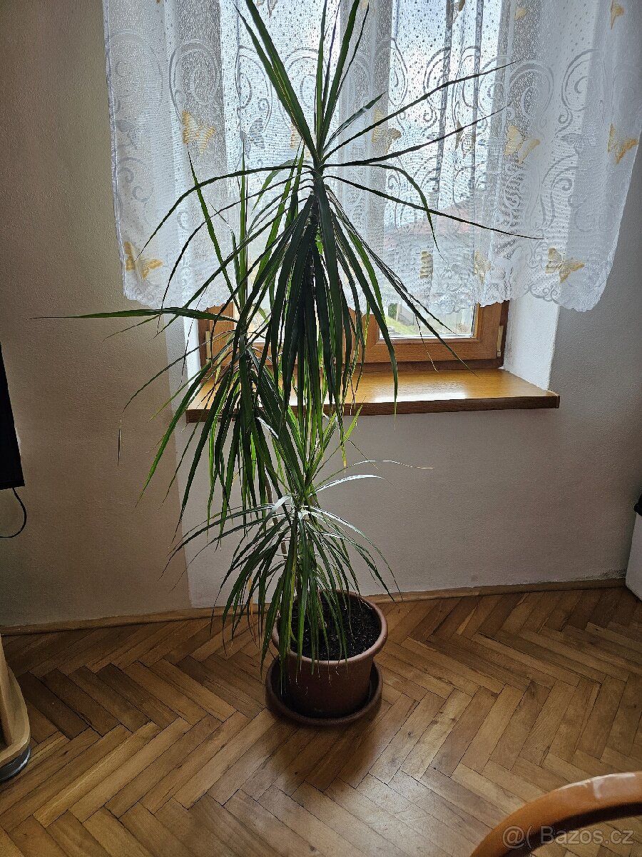 Pokojová rostlina Dracena